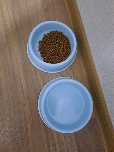 Gəmiricilər: Britan, Erkək, Yaxşı əllərə, Ünvandan götürmə — 6