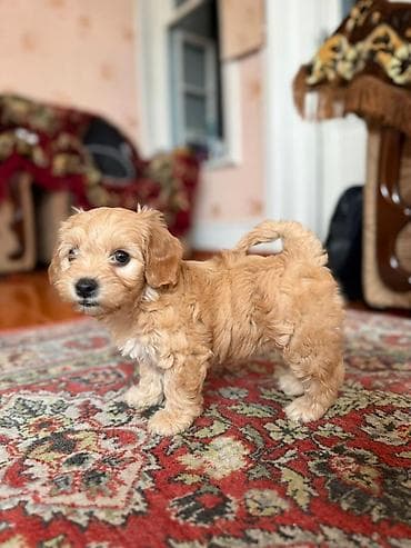 İtlər: Pudel, 2 ay, Dişi, Peyvəndli, Ünvandan götürmə — 6