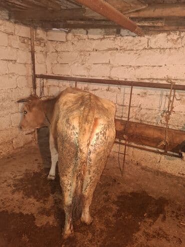 Bentley: .qisir ineyler 2 de kokdu — 4