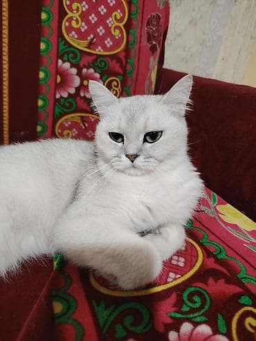Şinşilla, Dişi