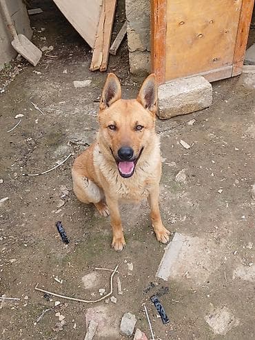 afcarka itləri: İt – orta ölçülü, qızılı-qəhvəyi rəngli, dik qulaqlı - Aktiv və çevik — 1