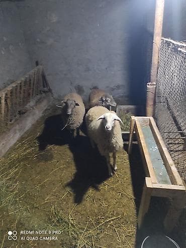 mal satisi: Məhsul: Qoyun sürüsü (3 baş) Təsvir: - Şəkillərdə görüldüyü kimi 3 — 1