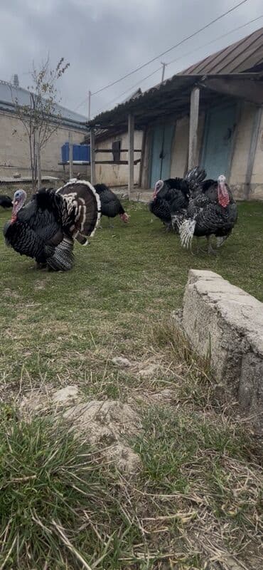 Turşular: Məhsul: Hinduşka yumurtası Salam . Amerkan bronz hinduşqalarının — 2