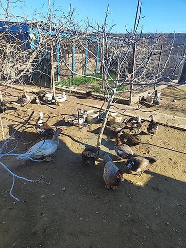 Dişi, | Lal ördək, Ətlik