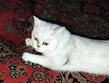 Pişiklər: Şinşilla, Dişi, Yaxşı əllərə, Ünvandan götürmə — 2