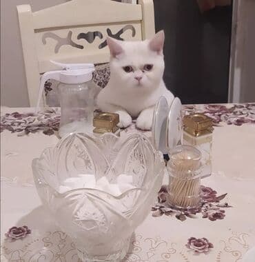 satılıq pişiklər: Şotland yastı qulaq, Erkək, Yaxşı əllərə, Ünvandan götürmə — 2