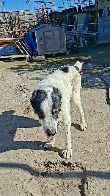 en iri it cinsi: Alabay — 4