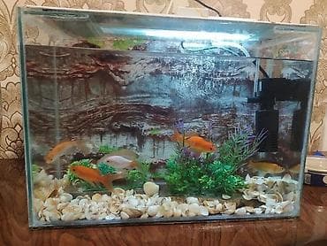 akvarum baliqlari: Dördbucaq akvarium, 40 l, Pulsuz çatdırılma — 2