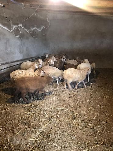 quzu: Kokeltmelik quzular satilir — 1