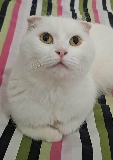 Şotland yastı qulaq, Erkək, Ödənişli çatdırılma