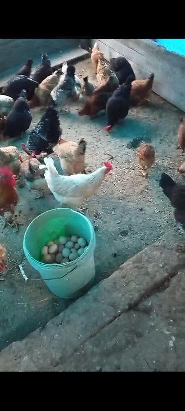 Gəmiricilər: Toyuq, Yumurtalıq — 3