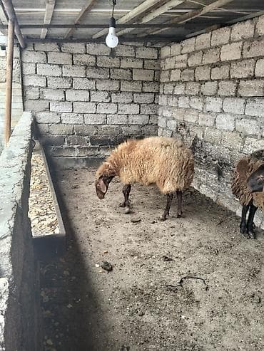qoyun barter: Qoyun – qaragül tipli, uzunqulaq, qəhvəyi başlı və açıq qəhvəyi yunlu — 8