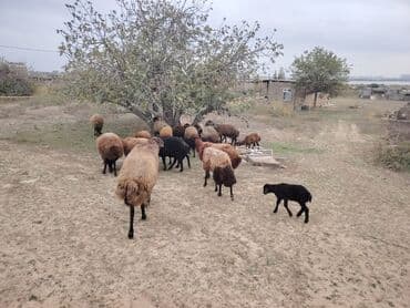 simental inekler azerbaycanda: Qala cinsi qoyunlar razılaşma yolu ilə — 4