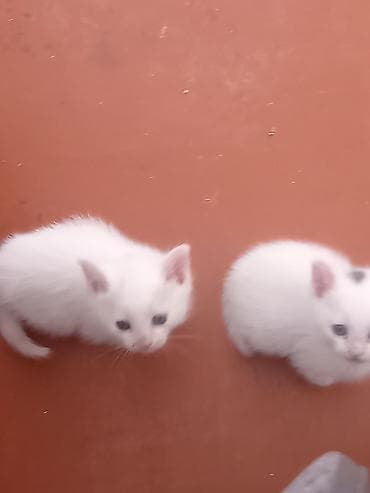 pişik şotlant: Tabbi, Yaxşı əllərə — 3