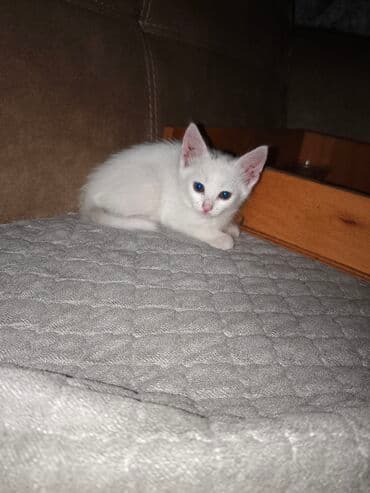 pişik satişi: Yaxşı əllərə — 3