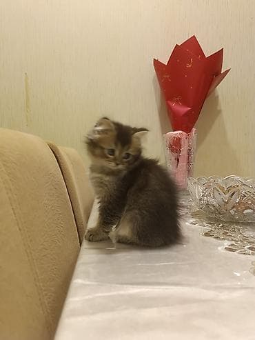 avcarka balaları: Britan — 6