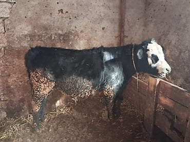 erkey danalar: Qeseng erkek dana super aktiv danadır simental sahron qarısığı — 6