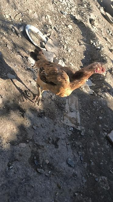 gəncə toyuq satan: Toyuq cücələri, Damazlıq — 2