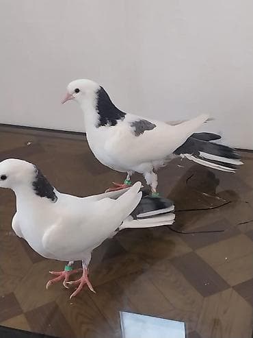 qus nomreleri: Bir balalardi den yeyen balalardi biri 18 biri 20 Tuklerdi.Hundur — 2