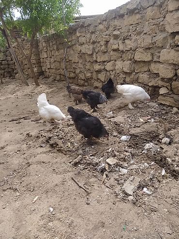 toyuq cucə satışı: Salam 6dene toyuqlar satilir - Yard şəraitində saxlanılan bir neçə — 3