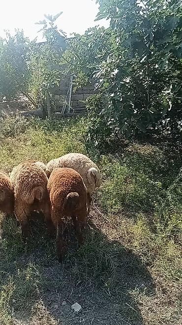 itlerin satisi bakida: 5 başdi 3 erkeydi 2si dişi 190 deylir riyal alcyla razlşacam ciddi — 1