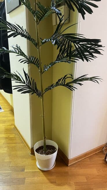 bitki toxumlari: Depodan bir basa satis 70azn baslayan dekarativ suni agaclar topdan — 23