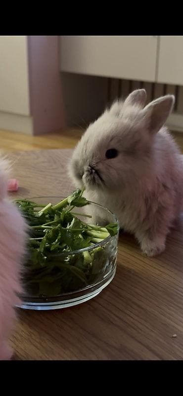 qurdbasar satilir: 🐰Netherland Dwarf cinsi dovşanlardı( cücə cinsi böyüməyən ev — 3
