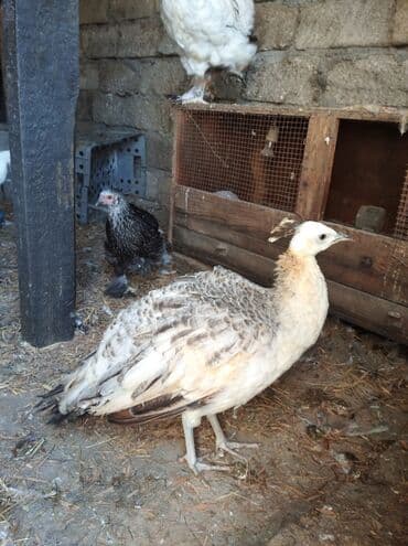 tovuz quslari: Salam aleykum. Satışda bir dənə qara qanad tovuzquşu fərəsi var. 7 — 7