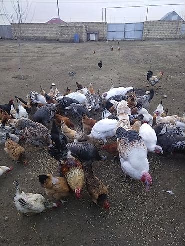 mayalı yumurta satışı: Salam. Yerli damazlıq hinduşqalar. Təzə fərələrdir xoruzdadırlar. Ana — 2