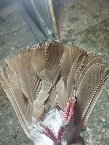 dəvə quşu satışı: Kekilli qırmızı boyun biri erkek biri maya. bir eded sari boyun kekili — 9