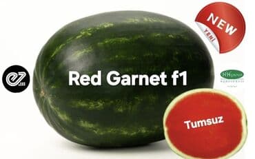 qarpız toxumu: Qarpiz tumsuz — 1