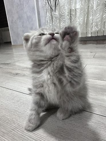 cins xoruz: Şotland — 3