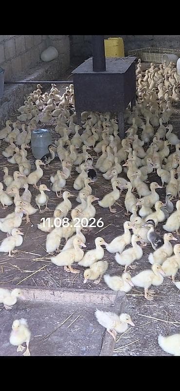 bakıda cucə satışı: 10 gunlik temiz pekin kuban ordekleri 
qiymet 2manat 20 qepik — 3