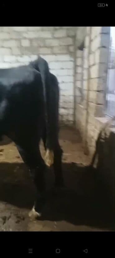 Erkək, il: 3, 900 kq, Ətlik — 5