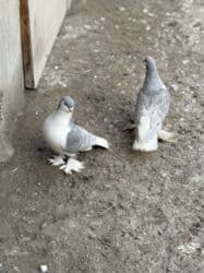 quş yuvalari: Delfinler satilir — 1