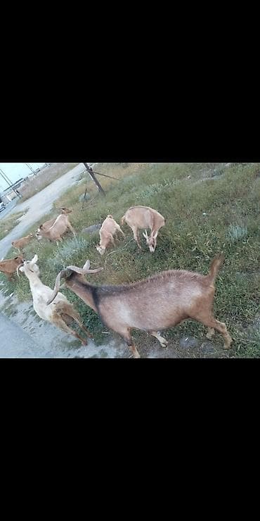 keci bazarı: Sani Alpin qarisiqi 6 keci Çəpiş Satılır Ana keçilər gün ərzində 4 — 2
