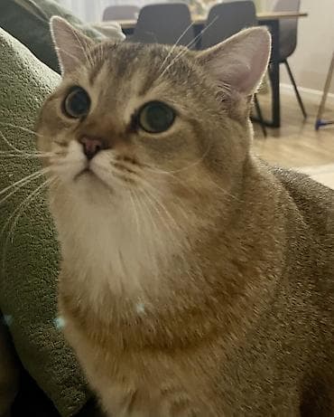 Pişiklər: Qızıl şinşilla, Erkək, Cütləşmə üçün — 2