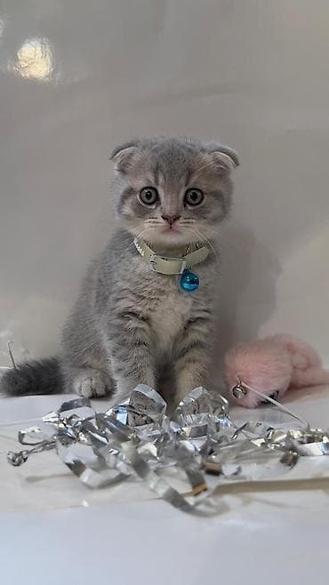 pişim: Şotland, Erkək, Yaxşı əllərə — 6