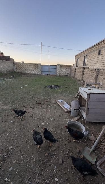 Məhsul: Gənc toyuqlar (bir neçə baş) Təsvir: - Həyətyanı sahədə