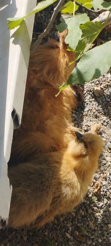 продам собаку доска объявлений: PON POn xoruzu satilir tekce — 12