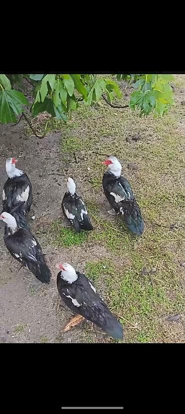 mandarin ordek: Salam aleykum 3 erkek 3 dişi lal ördək satılır balcalıqdan məndədi — 2