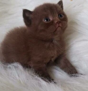 bala pişik: Britan, Yaxşı əllərə — 2