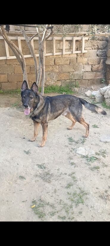 adlar it adlari: İtlər — 1