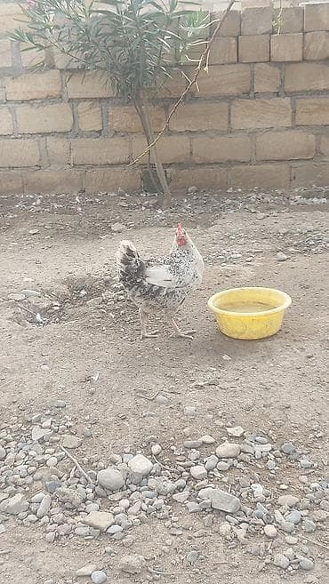 qızıl quş: Salam həyət toyuqları satılır. yumurtalıq 1 illik, 1 ədədidinin — 5