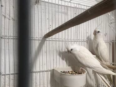 bugdanin qiymeti: Yanaqsiz erkey maya 3-4 ayliq balalardi,tam saglam,Qiymet — 2