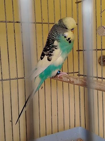qara mal: Növ: Dalğalı tutuquşu (Melopsittacus undulatus) Rəng: Yaşıl-mavi — 1