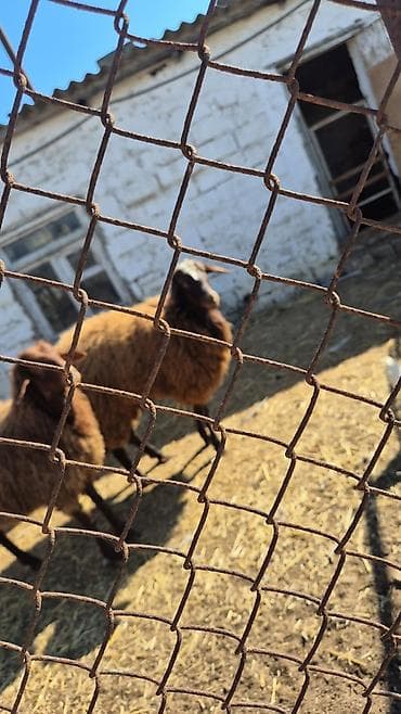 mal qoyun: Erkək, il: 1, Damazlıq — 2