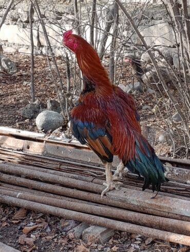 kanada sortu hinduska: Xoruz, Heyratı, il: 2, Ödənişli çatdırılma — 1
