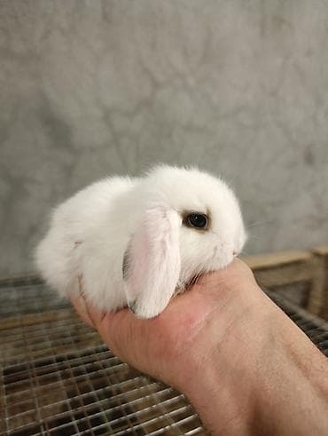 Кролики: Mini Lop dekorativ dovşan balaları - Cins: Mini Lop (aşağı sallanan — 10