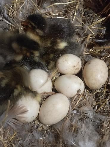 bildircin yumurtası satilir: Məhsul: Ördək balaları və yumurtaları Diqqət yalnız balalar satılır — 2